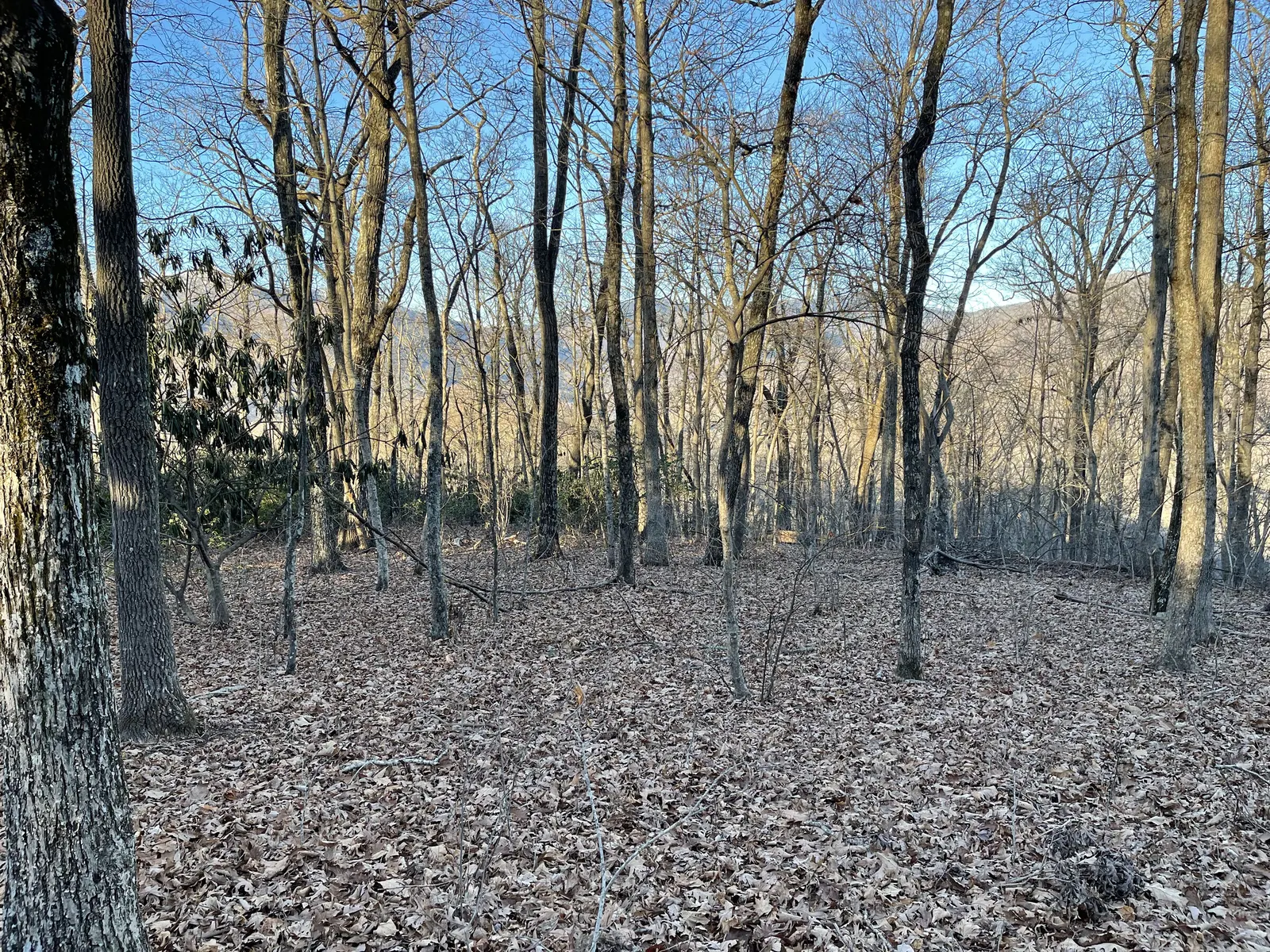 Level, leaf-covered ground among oaks at the top of the lot in low January sun